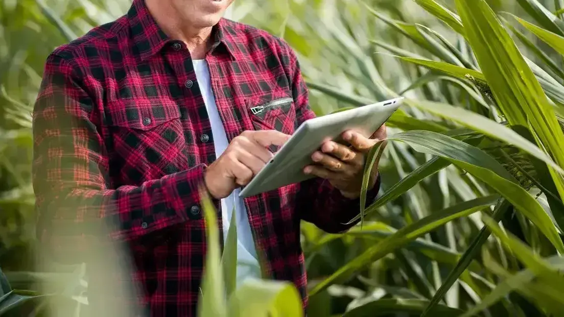 Market Report - January 2026