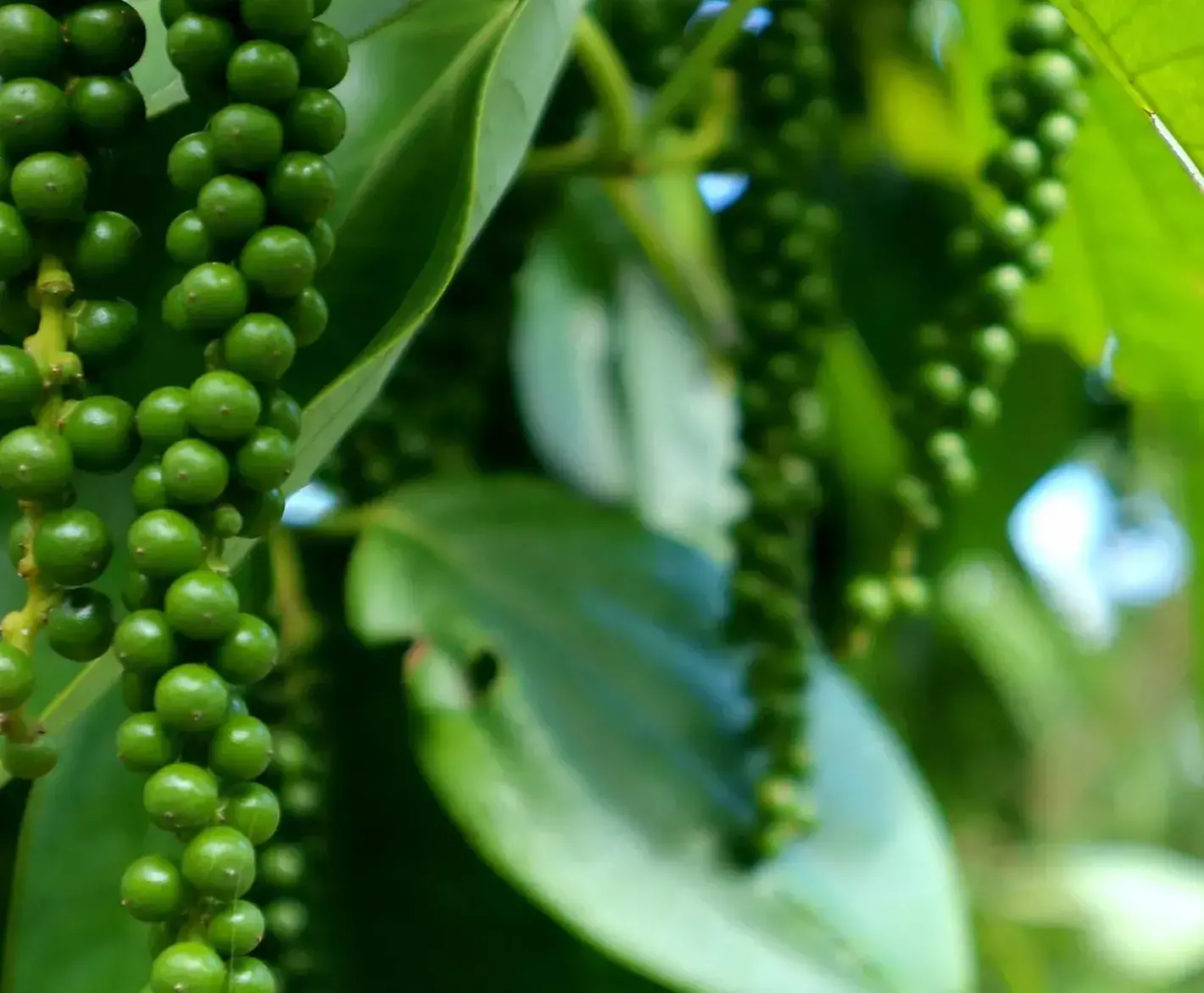 Market Report - January 2026