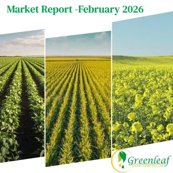 Market Report - February 2026