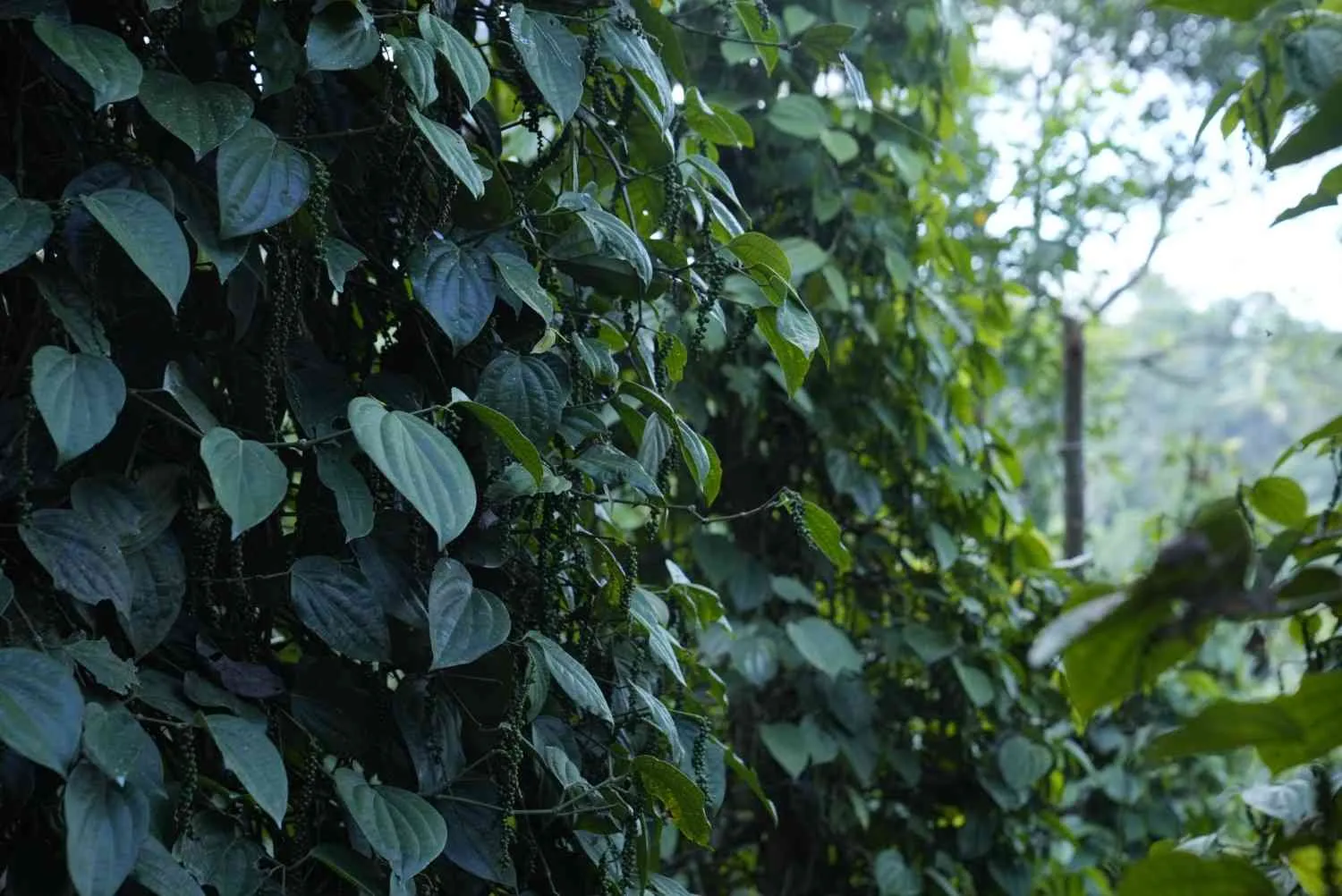 Market Report - April 2026