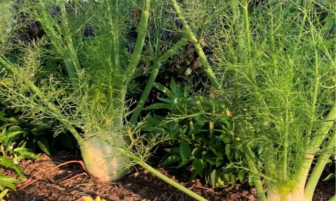 Market Report - June 2026