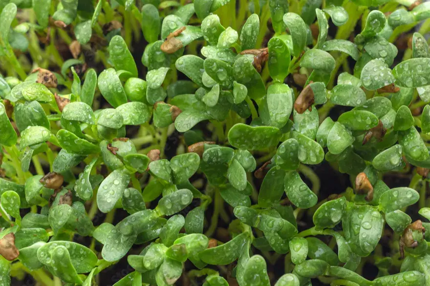 Market Report - August 2026